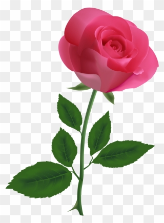Pink Rose Clipart - Pink Rose Clipart Transparent Background - Png Download