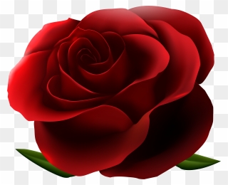 Red Rose Transparent Background Clipart