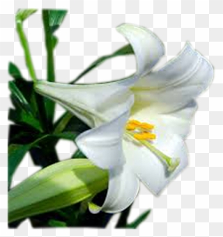 Lily Transparent Easter - Easter Lily Clipart