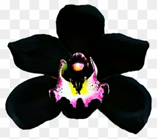 Clipart Resolution 1024*921 - Single Black Orchid Flower - Png Download
