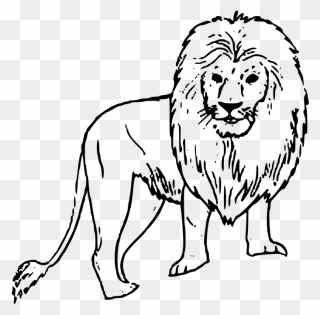 Hd Image Of A Black And White Lion - Wild Animals Drawing Easy Clipart