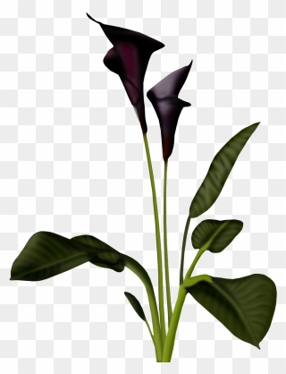 Calla Lily Transparent Background Clipart