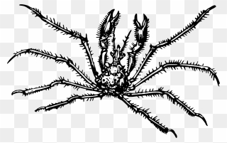 Spider Clipart Black And White - Fresh Crab - Png Download