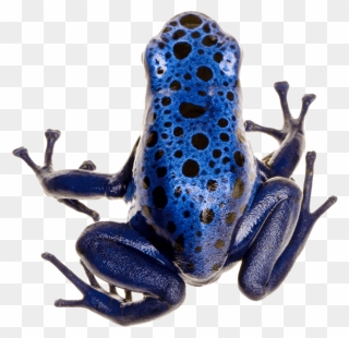 Poison Dart Frog Photo - Blue Banded Poison Dart Frog Clipart