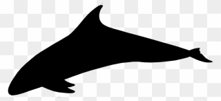 Dolphin Porpoise Clip Art Silhouette Line - Cetacea - Png Download