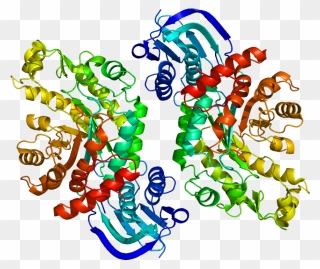 Protein Hexb Pdb 1nou - Beta Hexosaminidase Clipart