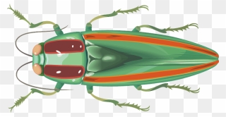 Jewel Beetle Insect Clipart - Leaf Beetle - Png Download