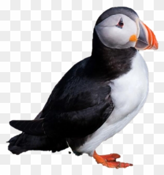 Single Puffin Png Clipart - Transparent Puffin Png