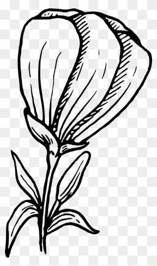 Line Art,plant,flora Clipart