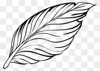 Feather Outline Png Clipart
