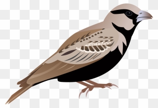 Pigeon Clipart Sparrow - Lark Bird Png Transparent Png