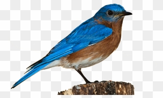 Bird Sparrow Clip Art - Eastern Bluebird Png Transparent Png