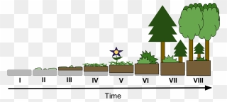 Vegetation Drawing Easy - Primary To Secondary Succession Clipart