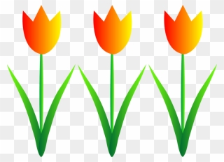Tulip Clipart - Png Download