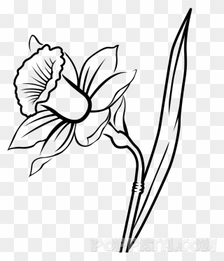 Daffodil Clipart Leek - Daffodil Flower Drawing - Png Download