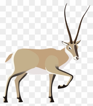 Tibetan Antelope Clipart - Deer - Png Download
