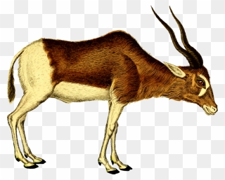 Antelope,cattle Like Mammal,springbok - Antelope Clipart - Png Download