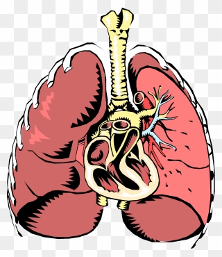 Transparent Breathing Png - Normal Flora Of Trachea Clipart