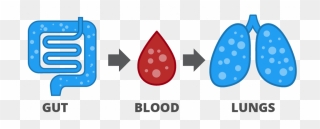 Gases Are Released In The Gut, Absorbed Into The Blood - Hydrogen Breath Test Icon Clipart