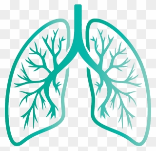 Lungs Transparent Images - Camping Des Mures Clipart