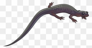Northern Gray-cheeked Salamander Clipart - Salamander Clipart - Png Download