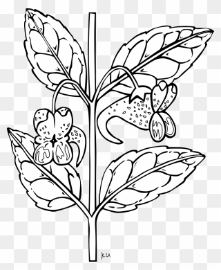 Outline Pictures Of Plants Clipart