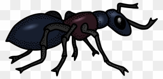 Ant Black And White Clipart