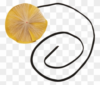 Circle Clipart