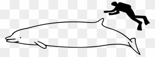 Beluga Whale Size Compared To Human Clipart