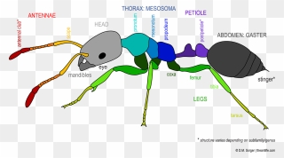 Anatomy The Life - Ant Clipart