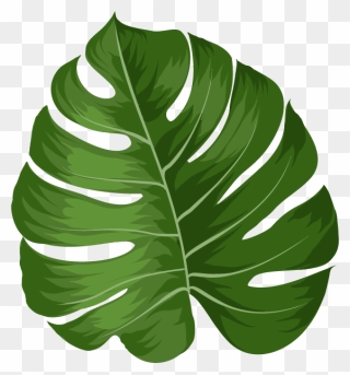 Monstera Leaf Clipart - Png Download