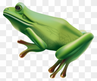 Frog Png Transparent Clip Art Image