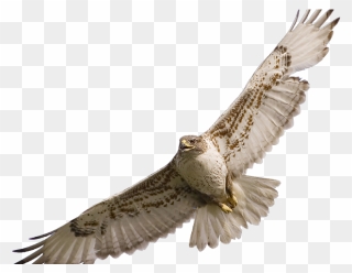 Flying Hawk Clipart - Hawk Flying Png Transparent Png