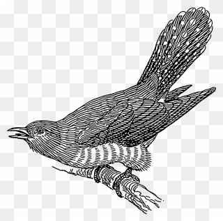 Cuckoo Bird Clipart Black And White - Png Download