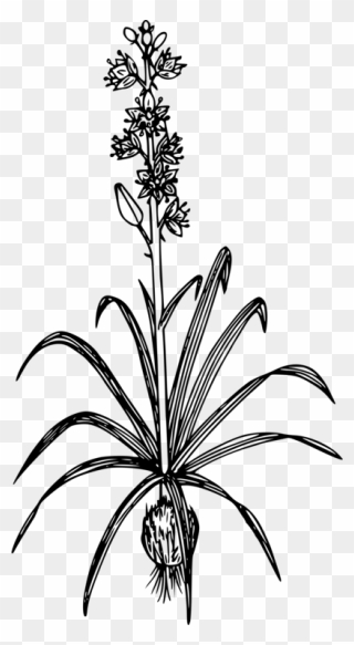 Line Art,plant,flora - Camas Plant Drawing Clipart