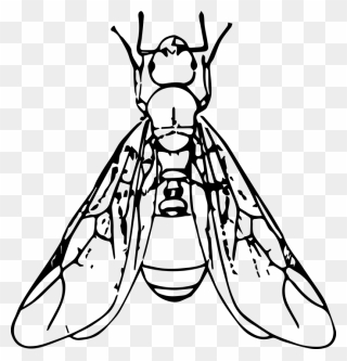 Ant With Wings Clipart Black And White , Png Download - Ant With Wings Clipart Transparent Png