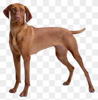 Dog Png Clipart Banner Brown Dog Png Clipart - Vizsla Weimaraner Dog Breeds Transparent Png