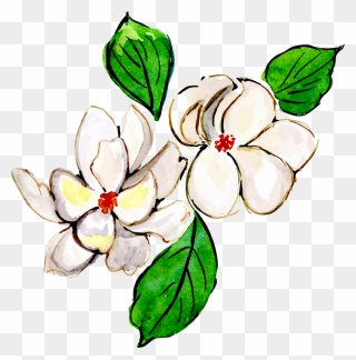 Magnolia Clipart