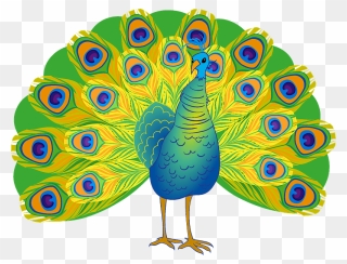 Peacock Clipart - Turkey - Png Download