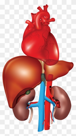 Heart, Liver, Kidney - Heart Liver And Kidney Clipart
