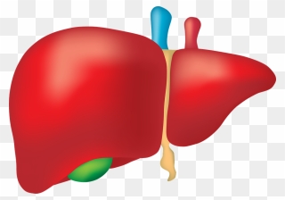 Liver Clipart - Liver Organ Png Transparent Png