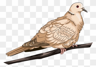 Collared Dove Clipart - Pigeons And Doves - Png Download