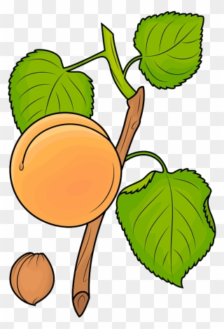 Apricot On The Branch Clipart - Png Download