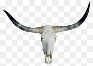 Texas Longhorn English Longhorn Skull - Transparent Bull Skull Png Clipart