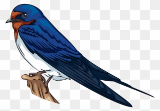 Barn Swallow Clipart - Swallow Clipart - Png Download