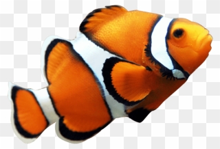 Transparent Finding Nemo Marlin Png - Transparent Background Clown Fish Png Clipart