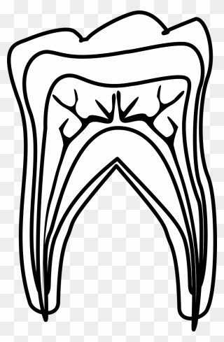 Graphic, Molar Diagram, Molar, Tooth, Teeth, Tooth - Line Art Clipart