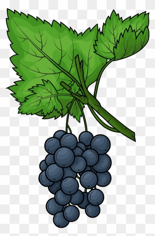 Black Grape Clipart - Seedless Fruit - Png Download