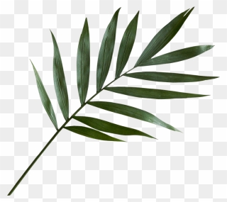 Green Palm Leaf Png Clipart