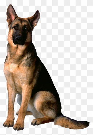 German Shepherd Png Clipart - German Shepherd Golden Retriever Dog Transparent Png